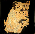 Lioness Canvas
